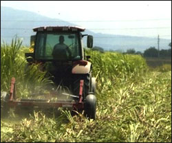 Pequeños agricultores1