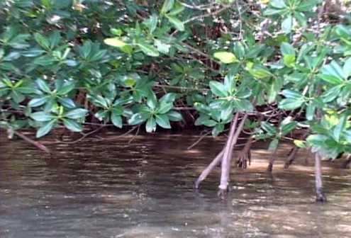 los Colorados, Sabana Camagüey