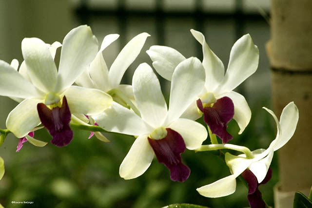 Festival de Orquídeas 02