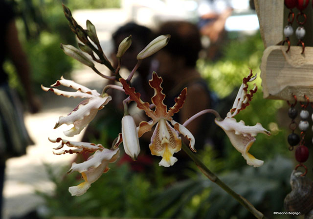 Festival de Orquídeas 03