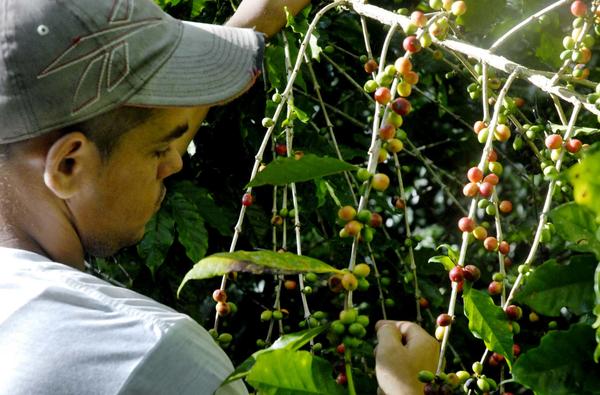 Día del Campesino - Producción de café