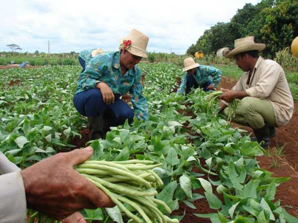 campesinos trabajan tierra