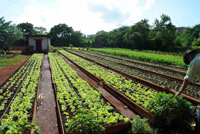 agricultura familiar cuba