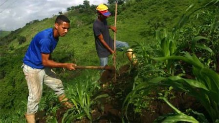 Campesinos trabajando