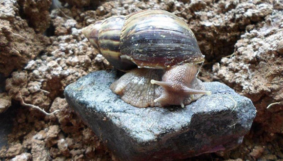 caracol gigante africano