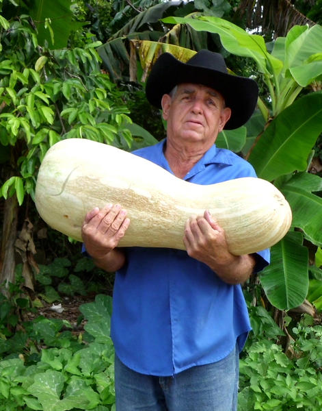 Calabaza gigante_3