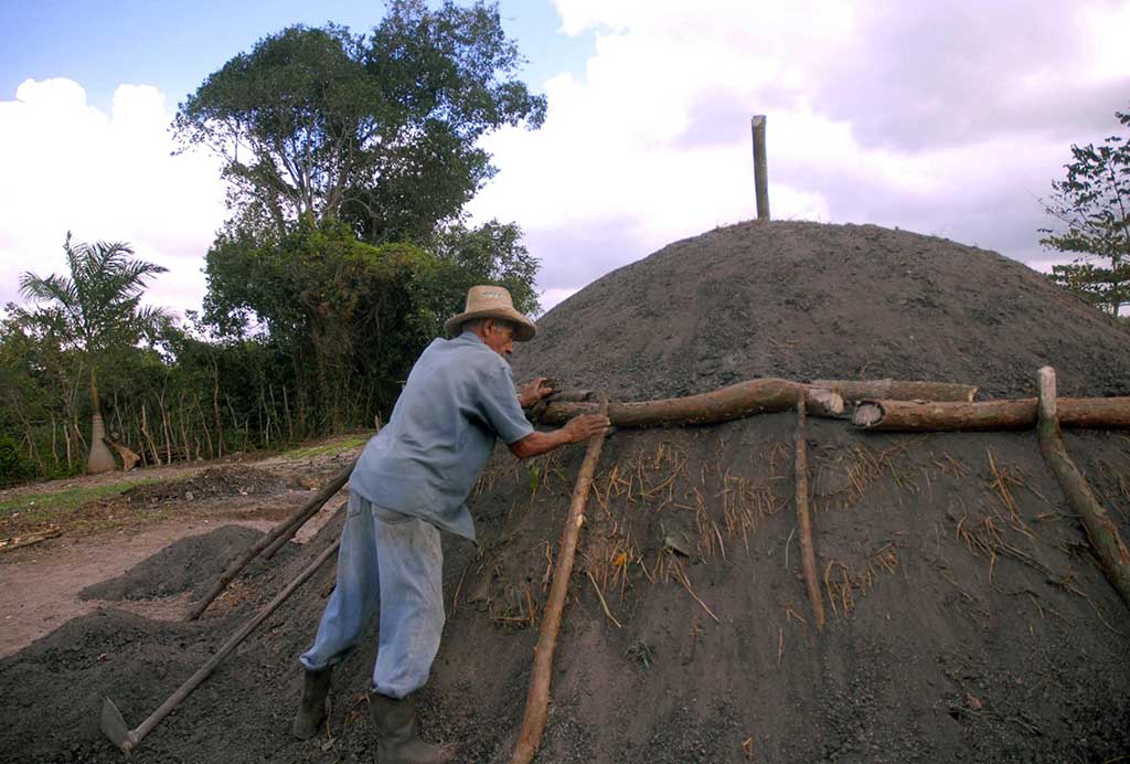 Carbón vegetal