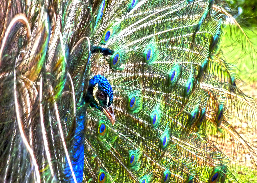 Aves, Día Internacional