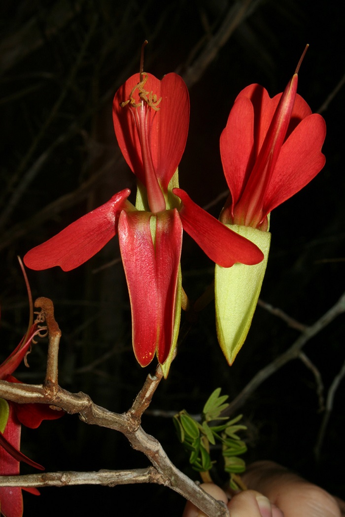 Harpalyce_macrocarpa_flor roja