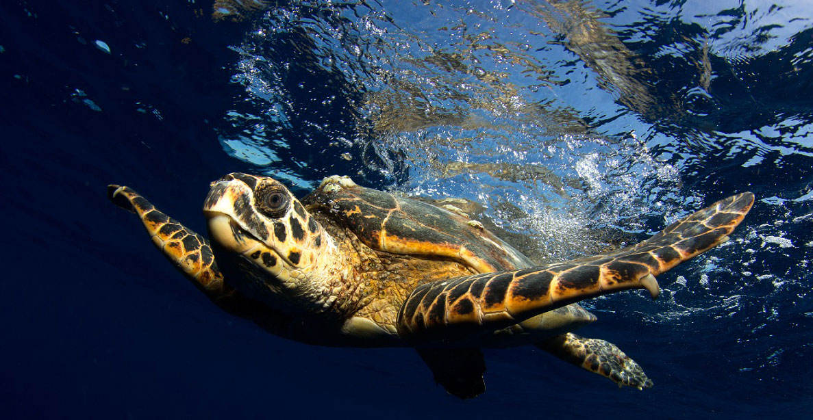 Tortugas marinas-Naturaleza Secreta3