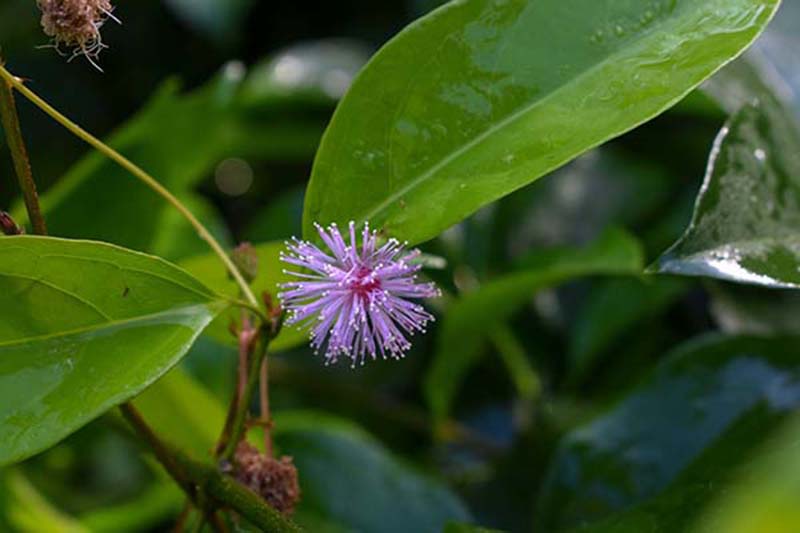 Flor Morada