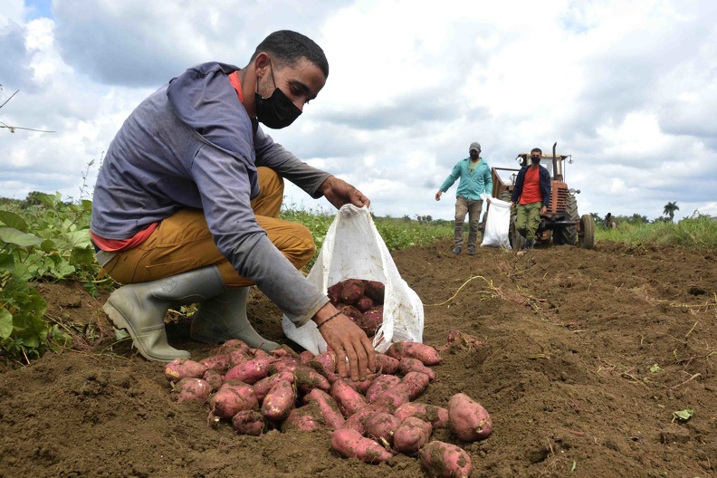 Campesino integrante-CCServicios