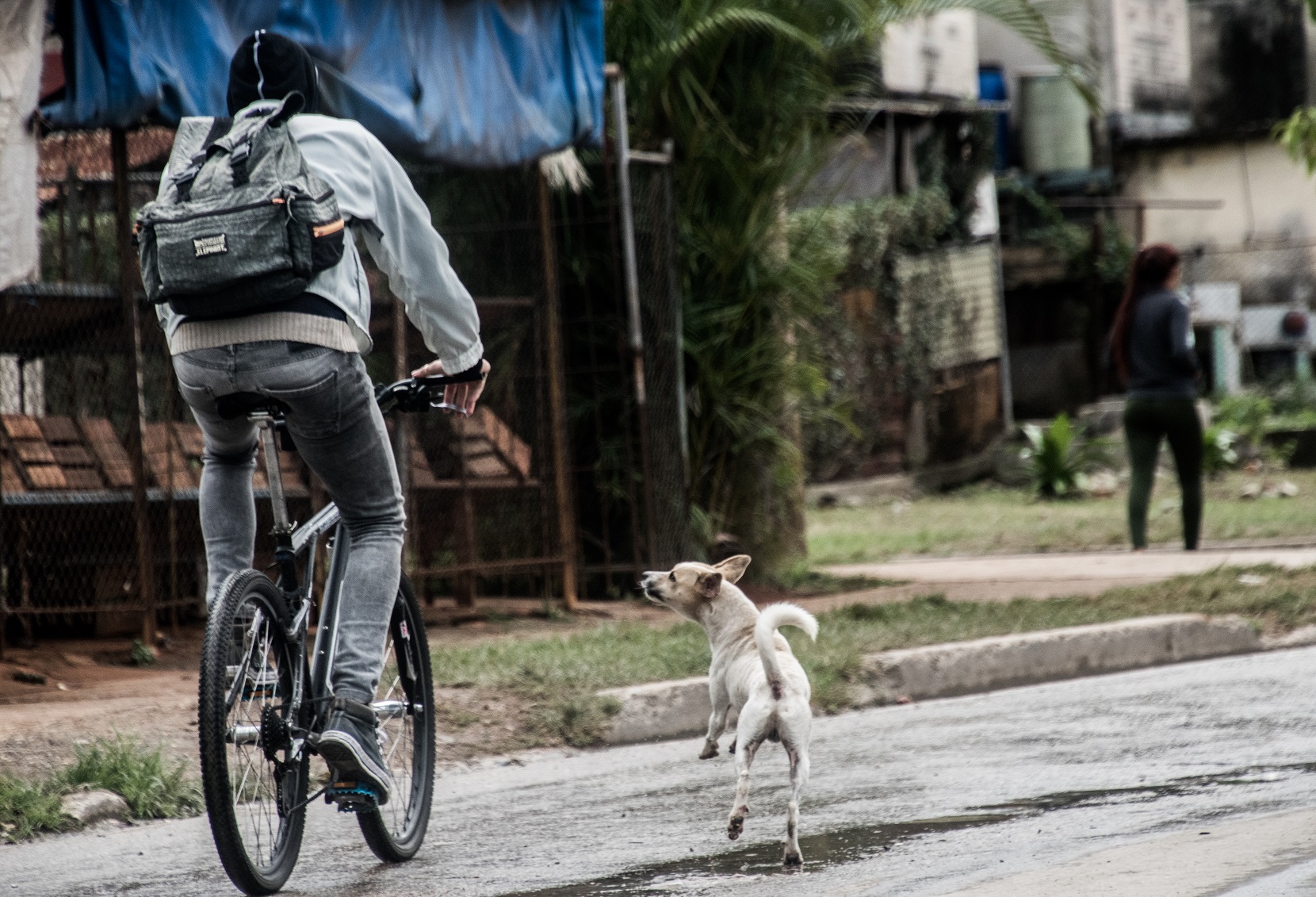 Perro y bicicleta
