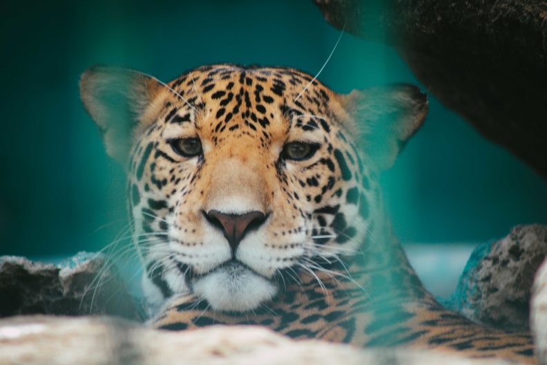 Parque zoologico nacional de cuba