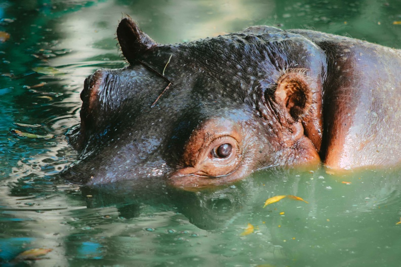 Parque zoologico nacional de cuba