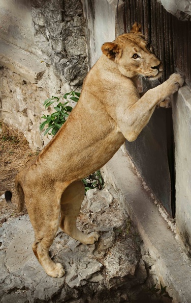 Parque zoologico nacional de cuba