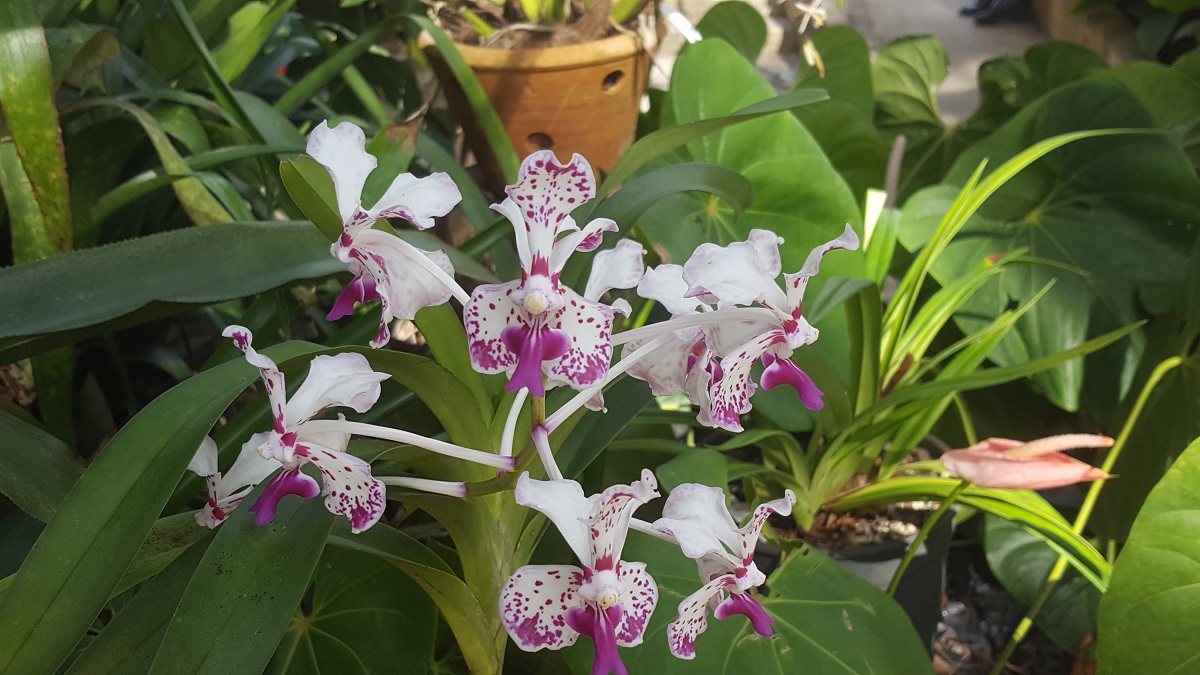 Orquídeas en Soroa, Cuba