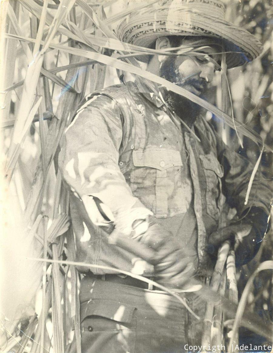 Fidel cortando caña de azúcar.