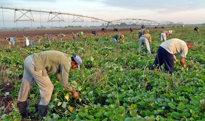 Producción de alimentos 