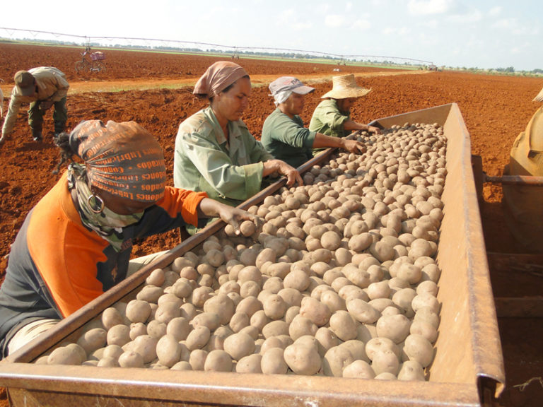 Permanencia de la mujer en el campo, Artemisa