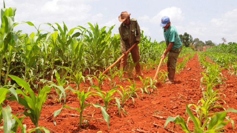 Producción de Alimentos, Artemisa