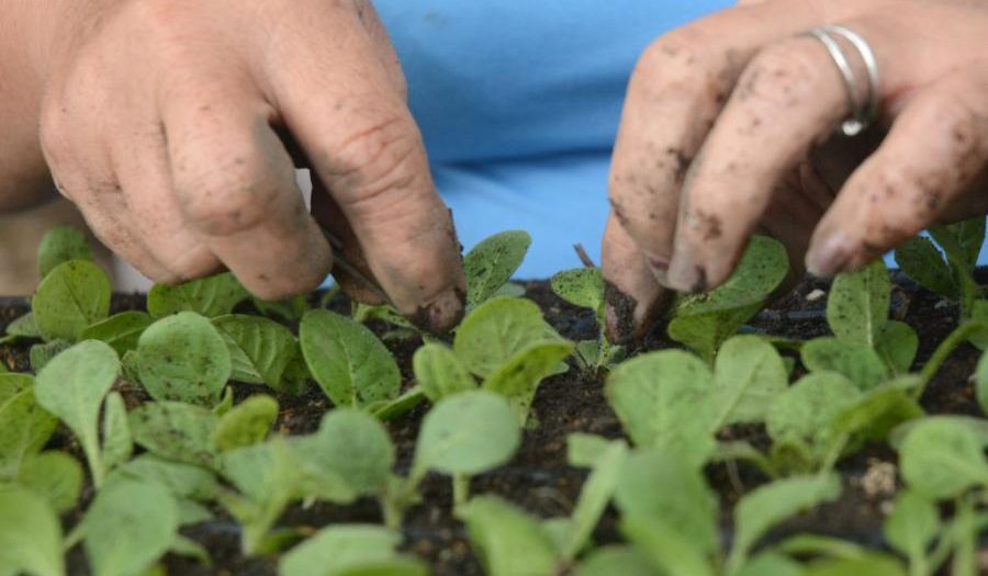 Mujeres en la agricultura