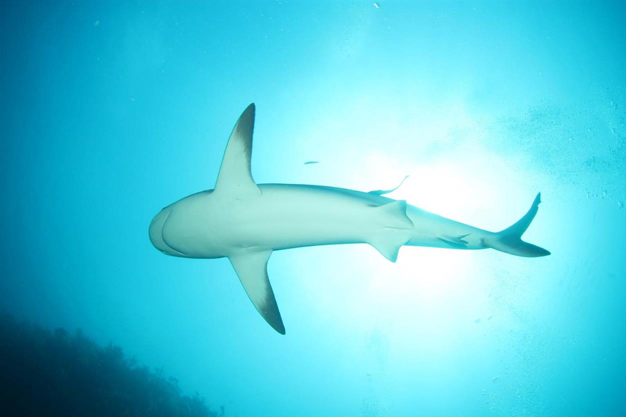 tiburones en cuba