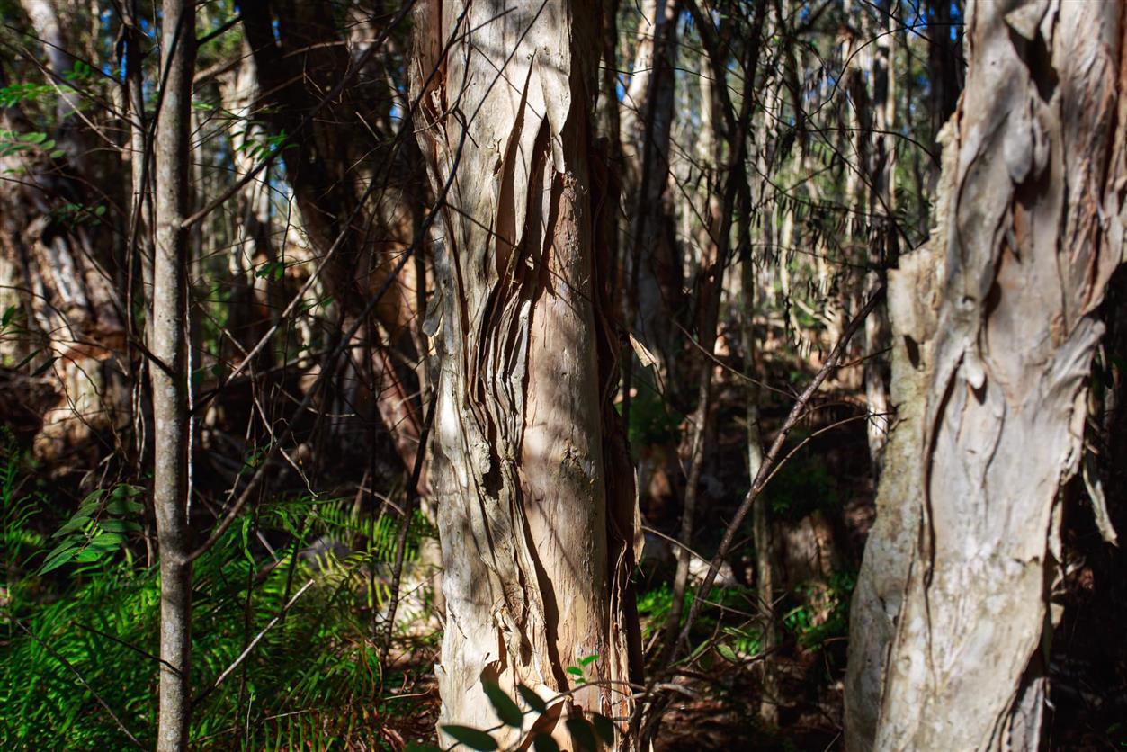 Melaleuca quinquenervia