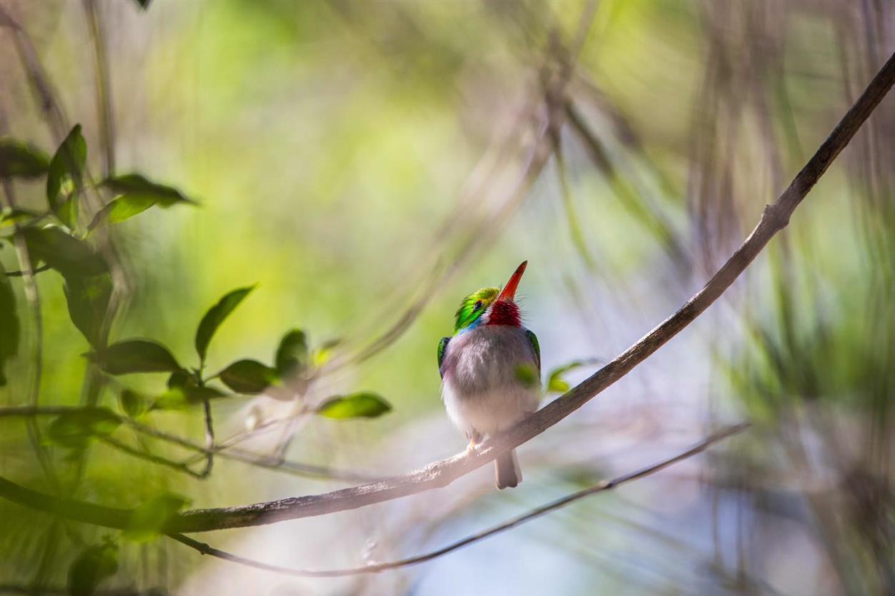 Naturaleza cubana 