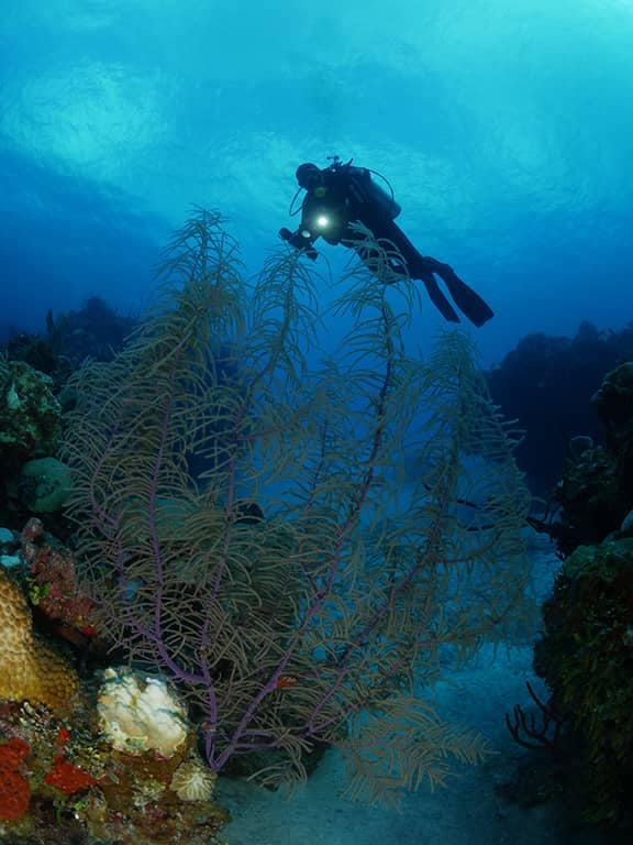 Fondos marinos de la Ciénaga de Zapata