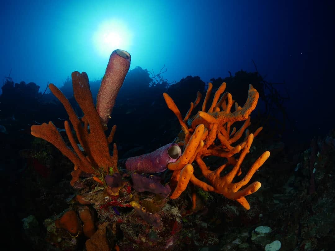 Fondos marinos de la Ciénaga de Zapata