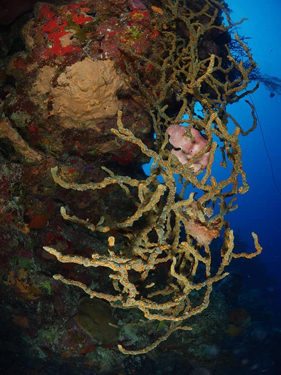 Fondos marinos de la Ciénaga de Zapata