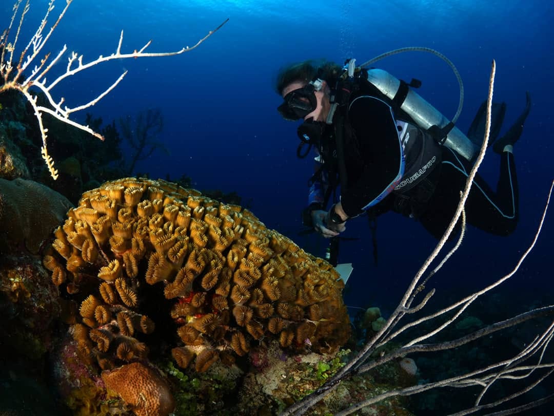 Fondos marinos de la Ciénaga de Zapata 