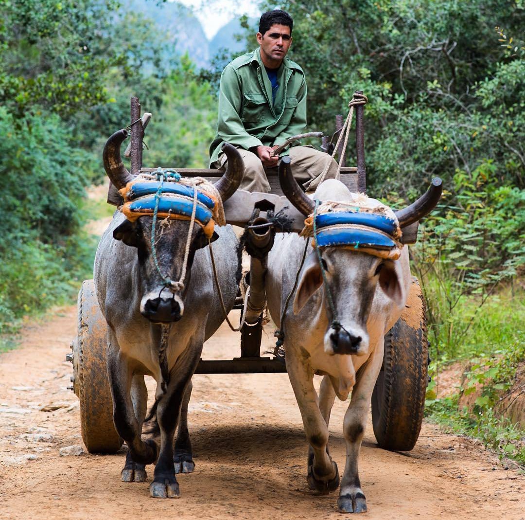 Campesino