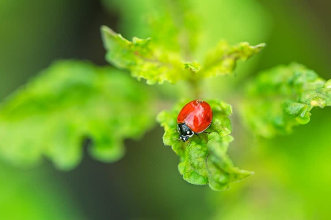 Los insectos figuran entre los animales más exitosos.