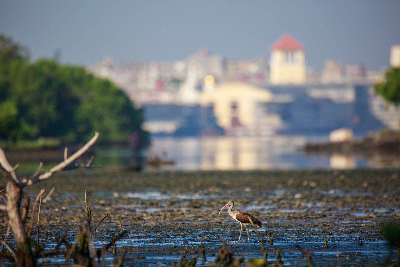 Ecosistema de manglar 