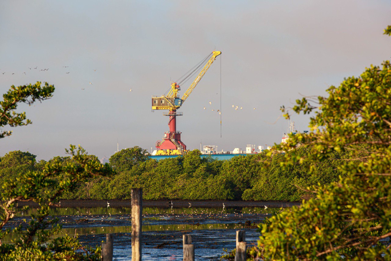 Ecosistema de manglar 