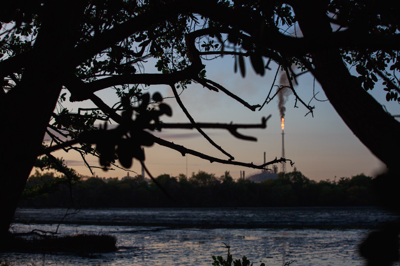 Ecosistema de manglar 