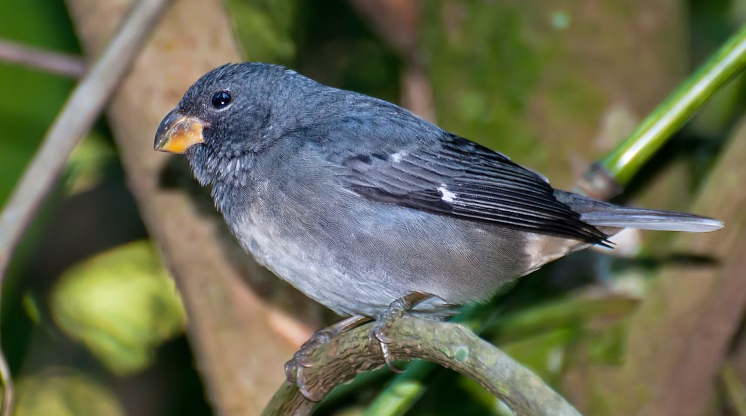 Por la deforestación desaparecieron 58 especies de aves en de la selva atlántica de Brasil