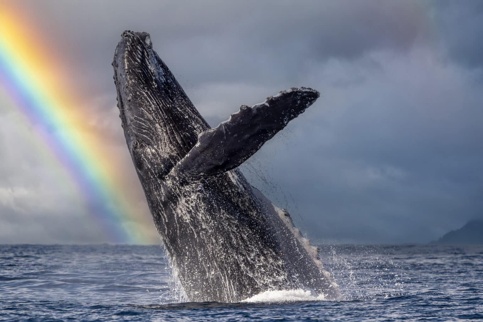 Día Mundial de las Ballenas