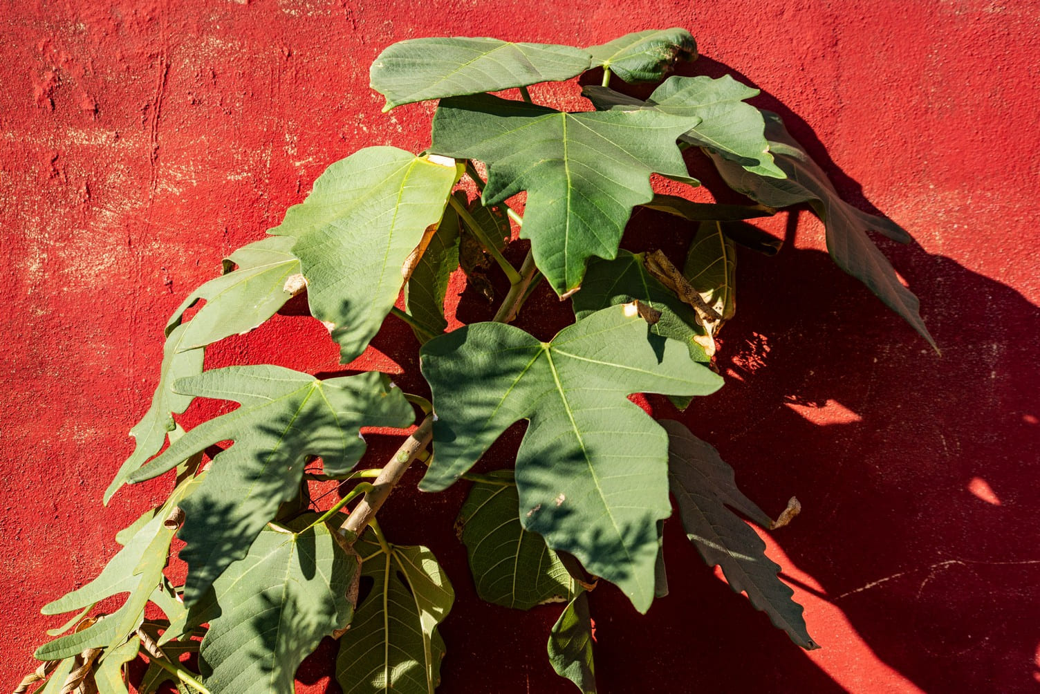 Ocho metros de botánica costera