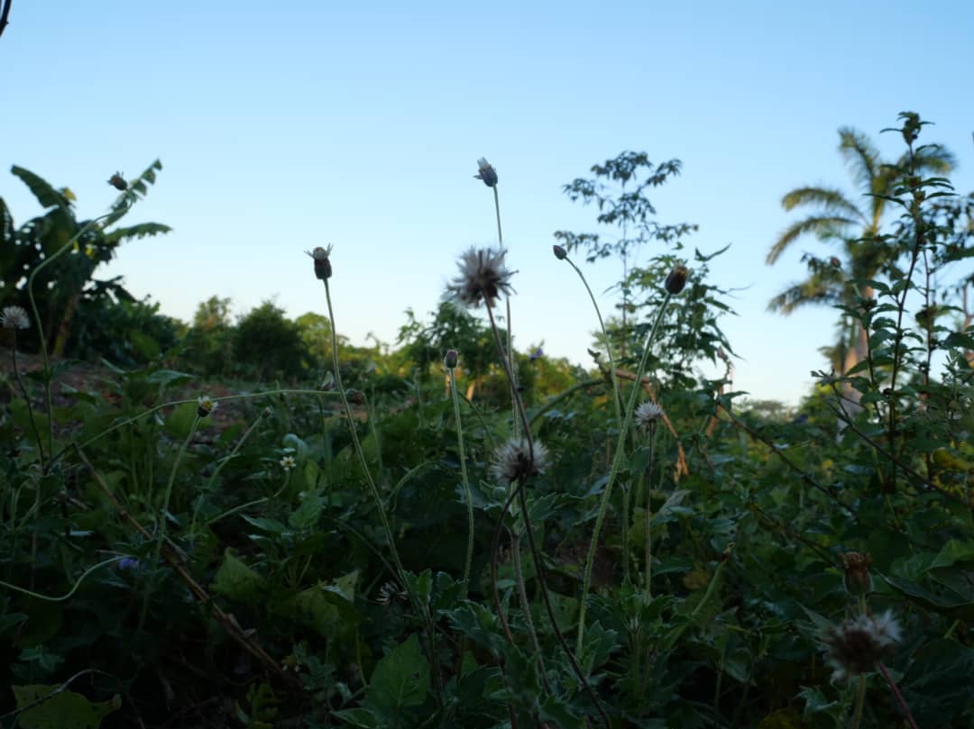 Florido amanecer en la campiña (+Fotos) 