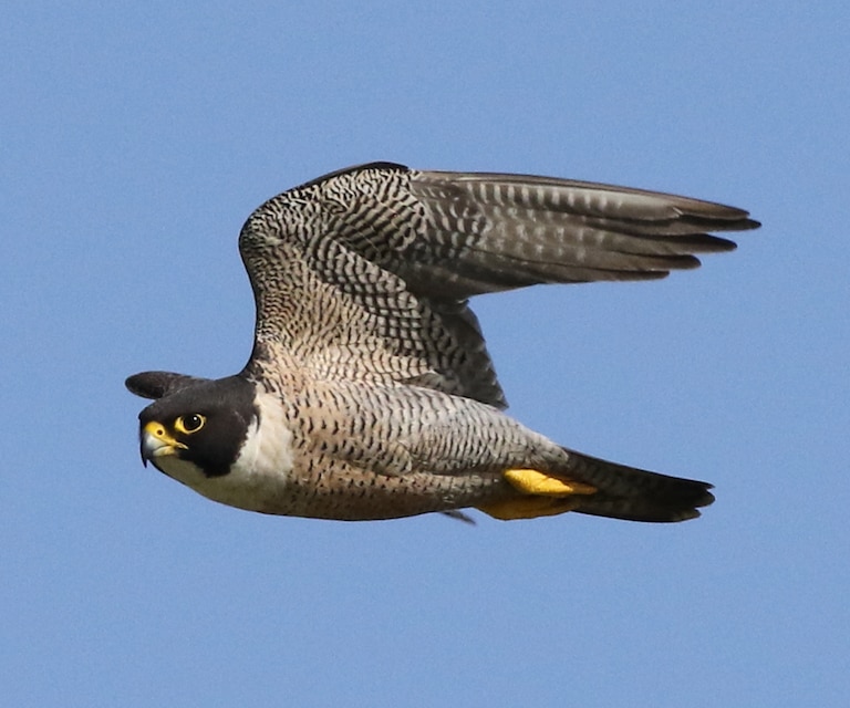 Halcón peregrino